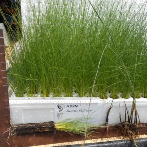 Juncus-balticus